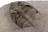Detailed Zlichovaspis Trilobite - Lghaft, Morocco #347759-1